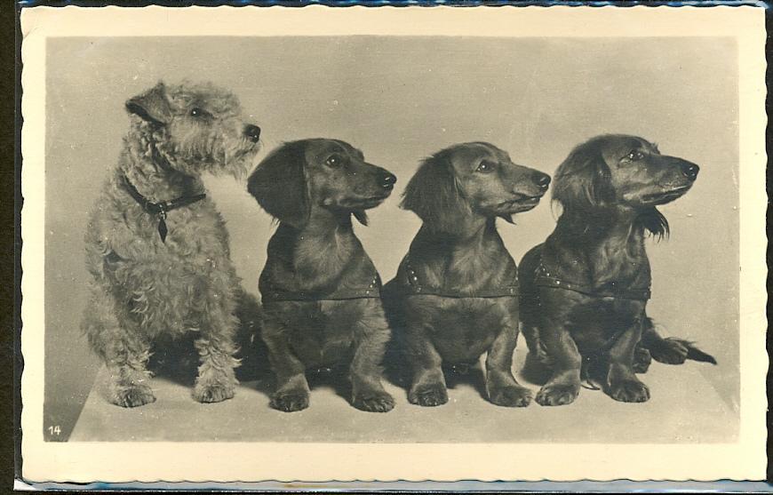 Oh ! les petits chiens bien alignés !