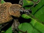 Otiorhynque dentelle feuilles d’arbustes.