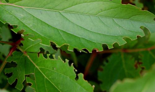 decoupe sur feuille par otiorhynque