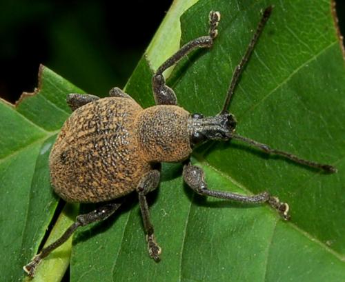 otiorynque adulte male