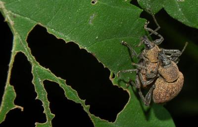 otiorhynque reproduction