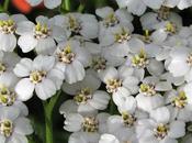 bord chemin Achillée, Angélique, Liseron