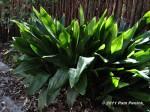 Aspidistra_after_pruning.JPG