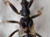 jeune prédateur floricole ressemblant fourmi...