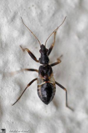 Himacerus-mirmicoides-3