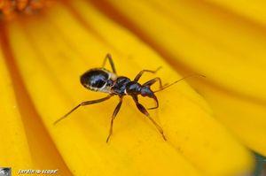 Himacerus-mirmicoides-2