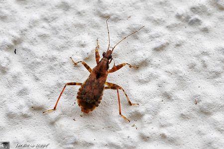 Imago-Himacerus-mirmicoides