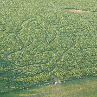 Comment faire pour entrer à l’intérieur d’une vache lorraine ?