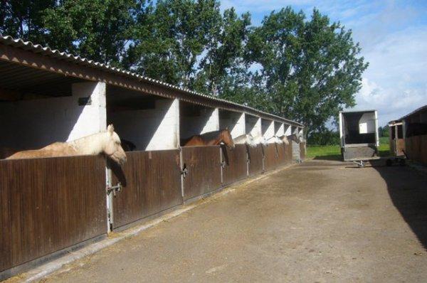 Une tranquille matinée de vacances au Centre équestre de la Ferme des Briques à Auchy-les-Mines (Pas-de-Calais)