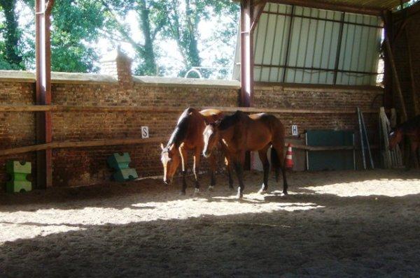 Une tranquille matinée de vacances au Centre équestre de la Ferme des Briques à Auchy-les-Mines (Pas-de-Calais)