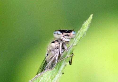 agrion romi 4 juin 2012 038.jpg