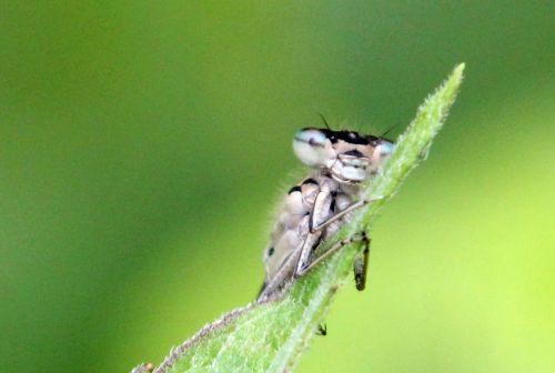 agrion romi 4 juin 2012 037.jpg