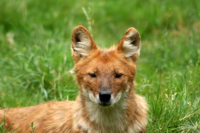 Dholes La Haute touche 36