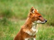 Dholes Haute touche