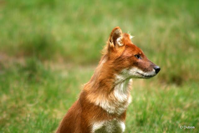 Dholes La Haute touche 36
