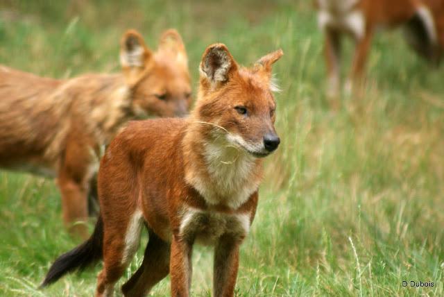 Dholes La Haute touche 36