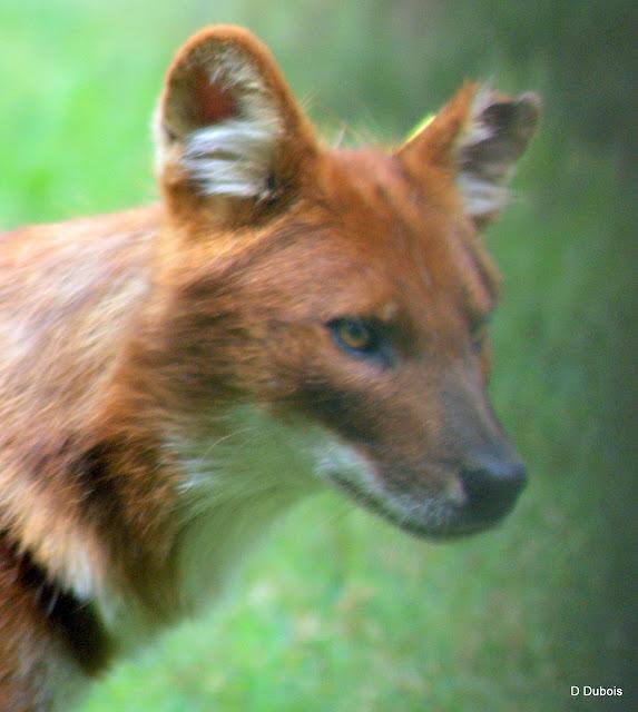 Dholes La Haute touche 36
