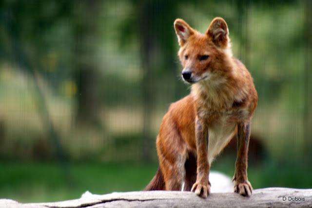 Dholes La Haute touche 36