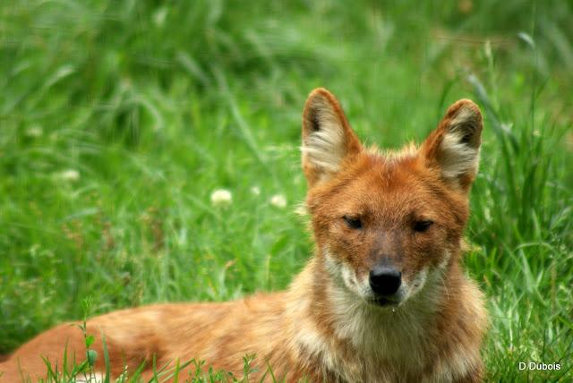 Dholes La Haute touche 36