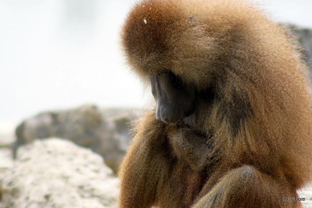 Babouin de la Haute touche