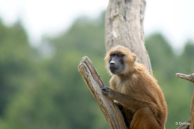 Babouin de la Haute touche