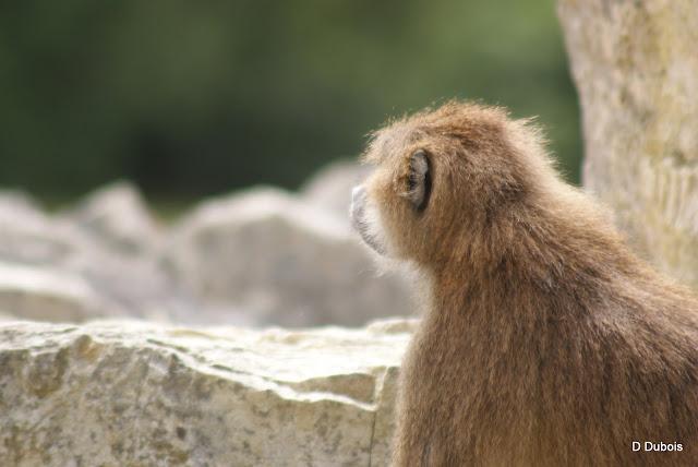 Babouin de la Haute touche