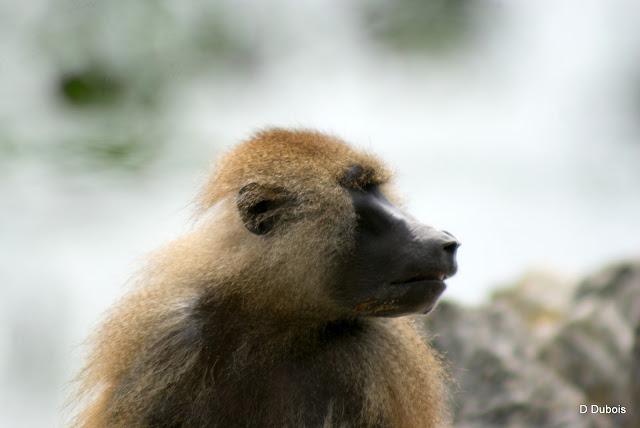 Babouin de la Haute touche