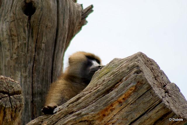 Babouin de la Haute touche