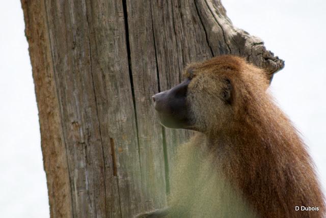 Babouin de la Haute touche