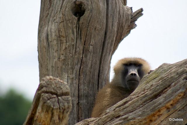 Babouin de la Haute touche
