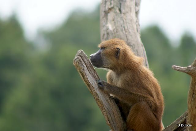 Babouin de la Haute touche