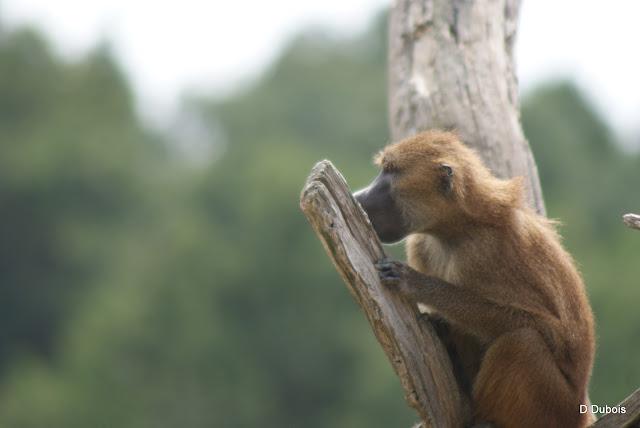 Babouin de la Haute touche