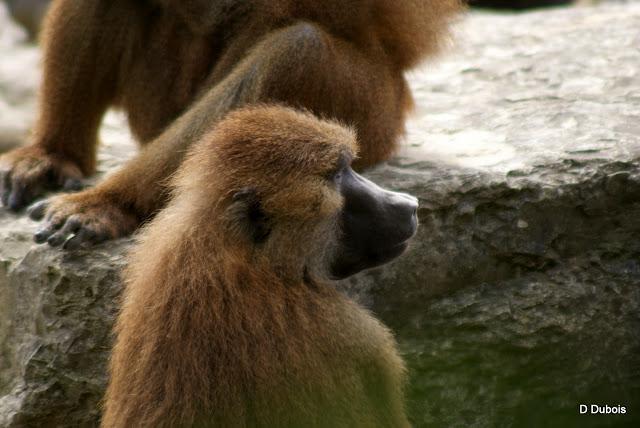 Babouin de la Haute touche