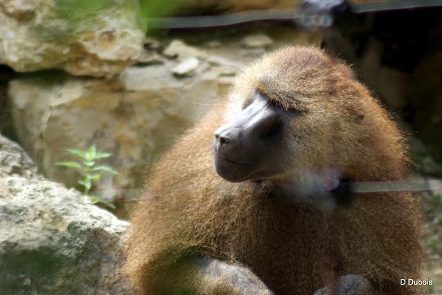 Babouin de la Haute touche