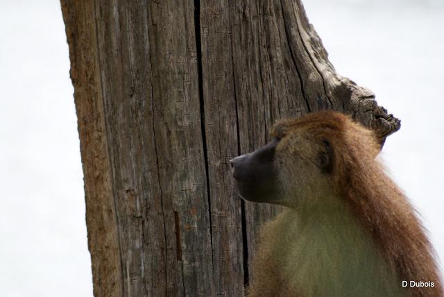 Babouin de la Haute touche