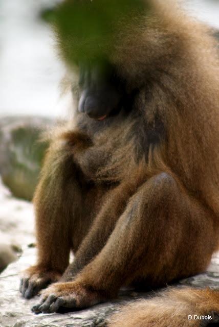 Babouin de la Haute touche