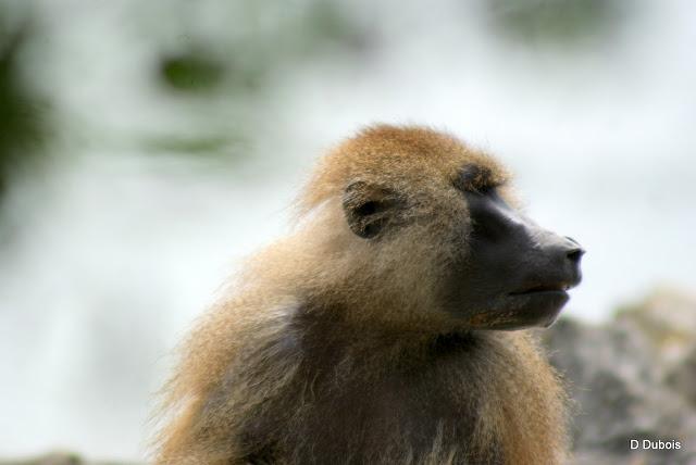 Babouin de la Haute touche