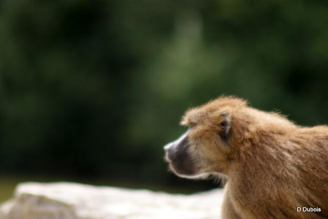 Babouin de la Haute touche