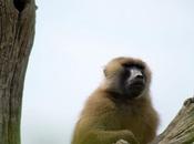 Babouin Haute touche