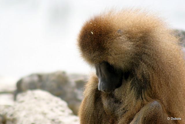 Babouin de la Haute touche