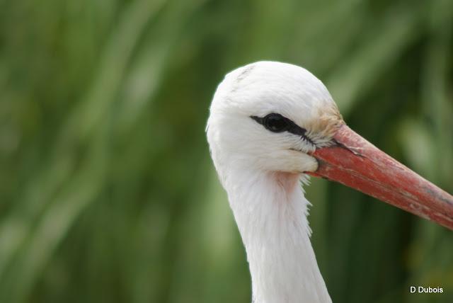 Les Cigognes réserve de la Haute touche