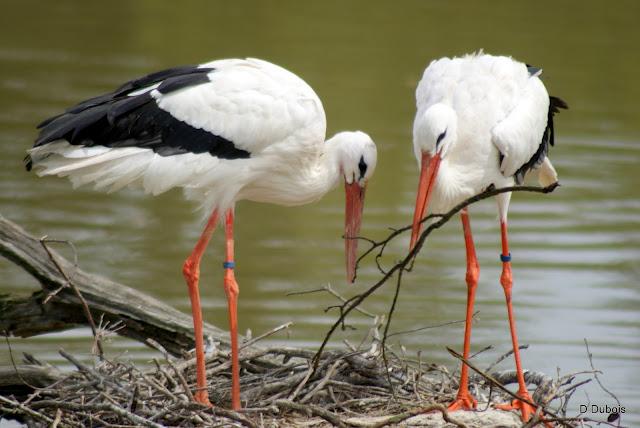 Les Cigognes réserve de la Haute touche