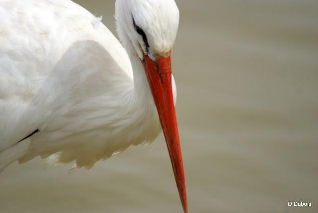 Les Cigognes réserve de la Haute touche
