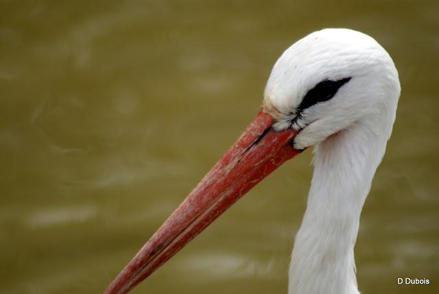 Les Cigognes réserve de la Haute touche
