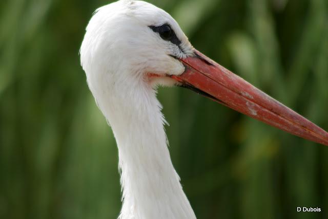 Les Cigognes réserve de la Haute touche