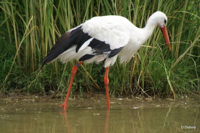 Les Cigognes réserve de la Haute touche