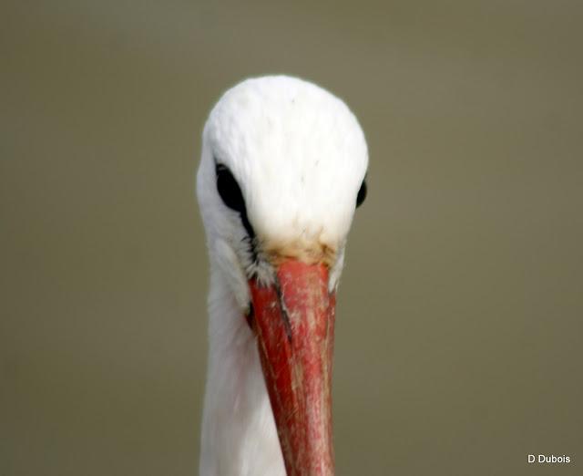 Les Cigognes réserve de la Haute touche