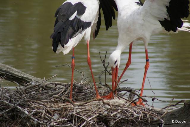 Les Cigognes réserve de la Haute touche