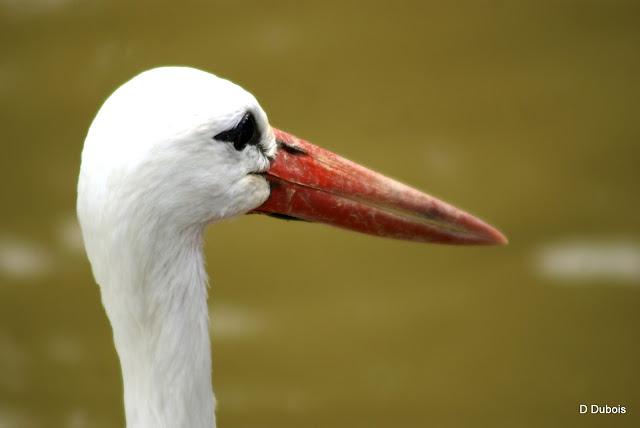 Les Cigognes réserve de la Haute touche