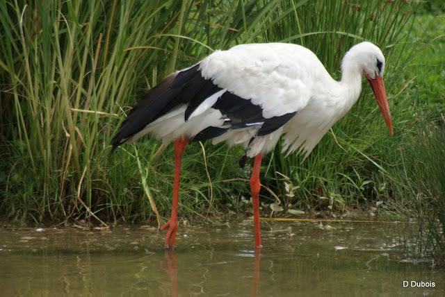 Les Cigognes réserve de la Haute touche